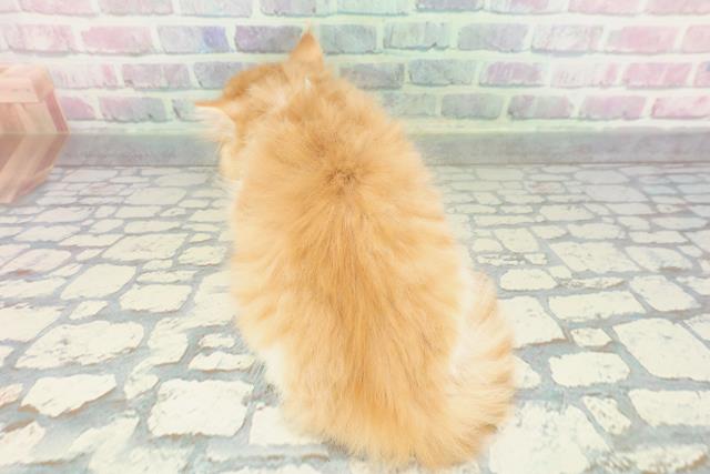 栃木県のラガマフィン (Coo&RIKUFKDインターパーク店/2026年1月25日生まれ/男の子/レッドタビーホワイト)の子猫の4枚目の画像