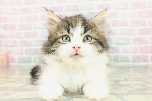 東京都のラガマフィン (Coo&RIKU新小岩店/2026年1月25日生まれ/男の子/ブラウンタビーホワイト)の子猫の1枚目の画像