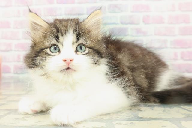 東京都のラガマフィン (Coo&RIKU新小岩店/2026年1月25日生まれ/男の子/ブラウンタビーホワイト)の子猫の2枚目の画像