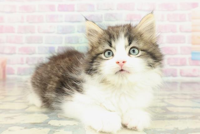 東京都のラガマフィン (Coo&RIKU新小岩店/2026年1月25日生まれ/男の子/ブラウンタビーホワイト)の子猫の3枚目の画像