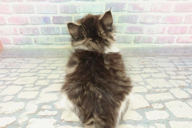 東京都のラガマフィン (Coo&RIKU新小岩店/2026年1月25日生まれ/男の子/ブラウンタビーホワイト)の子猫の4枚目の画像