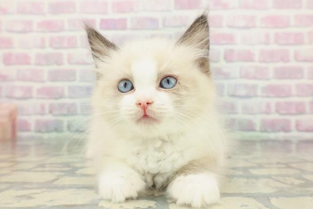 北海道のラグドール (Coo&RIKU札幌東店/2026年1月25日生まれ/女の子/シールポイントバイカラー)の子猫