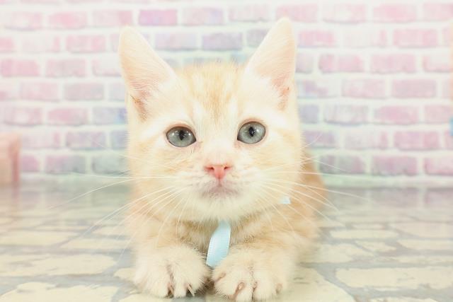 埼玉県のスコティッシュフォールド (Coo&RIKUアニマルケアセンター大宮/2026年1月20日生まれ/男の子/レッドタビー)の子猫