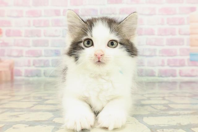 ノルウェージャン・フォレストキャット