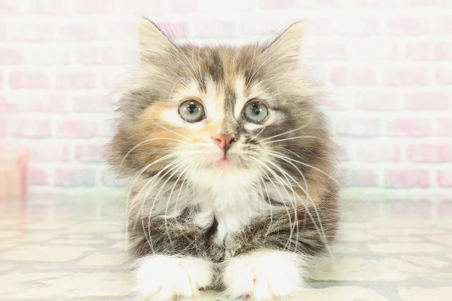 岡山県のノルウェージャンフォレストキャット (Coo&RIKU岡山店/2026年1月25日生まれ/女の子/ブラウンパッチドタビーホワイト)の子猫の1枚目の画像