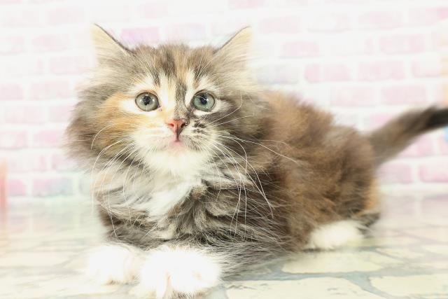 岡山県のノルウェージャンフォレストキャット (Coo&RIKU岡山店/2026年1月25日生まれ/女の子/ブラウンパッチドタビーホワイト)の子猫の2枚目の画像