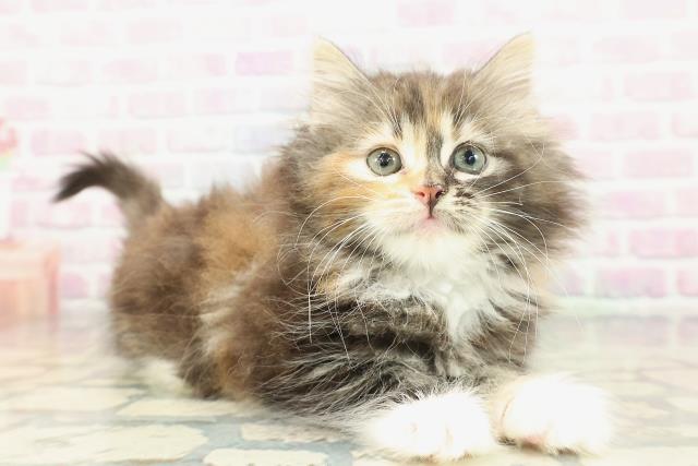 岡山県のノルウェージャンフォレストキャット (Coo&RIKU岡山店/2026年1月25日生まれ/女の子/ブラウンパッチドタビーホワイト)の子猫の3枚目の画像