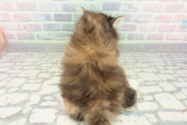 岡山県のノルウェージャンフォレストキャット (Coo&RIKU岡山店/2026年1月25日生まれ/女の子/ブラウンパッチドタビーホワイト)の子猫の4枚目の画像