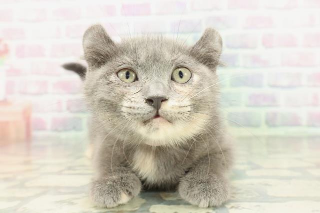 アメリカンカール