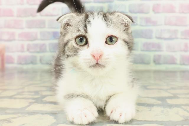 スコティッシュフォールド