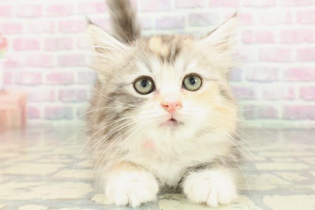 沖縄県のサイベリアン (Coo&RIKU沖縄浦添店/2026年1月17日生まれ/女の子/シルバーパッチドタビーホワイト)の子猫の1枚目の画像