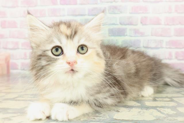 沖縄県のサイベリアン (Coo&RIKU沖縄浦添店/2026年1月17日生まれ/女の子/シルバーパッチドタビーホワイト)の子猫の2枚目の画像