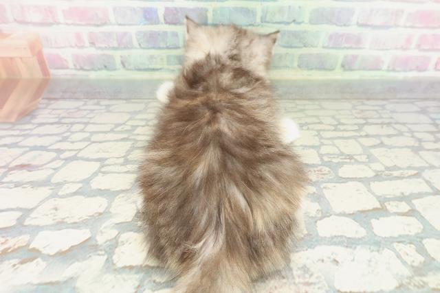 沖縄県のサイベリアン (Coo&RIKU沖縄浦添店/2026年1月17日生まれ/女の子/シルバーパッチドタビーホワイト)の子猫の4枚目の画像