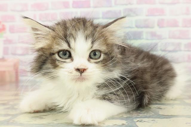 沖縄県のラガマフィン (Coo&RIKU沖縄浦添店/2026年1月15日生まれ/男の子/ブラウンタビーホワイト)の子猫の2枚目の画像