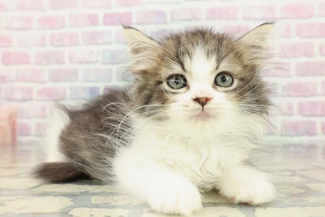 沖縄県のラガマフィン (Coo&RIKU沖縄浦添店/2026年1月15日生まれ/男の子/ブラウンタビーホワイト)の子猫の3枚目の画像