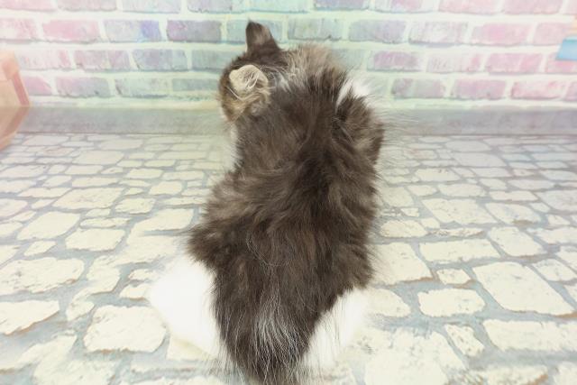 沖縄県のラガマフィン (Coo&RIKU沖縄浦添店/2026年1月15日生まれ/男の子/ブラウンタビーホワイト)の子猫の4枚目の画像