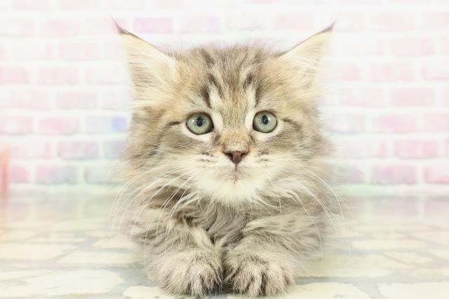 埼玉県のラガマフィン (Coo&RIKUアニマルケアセンター大宮/2026年1月15日生まれ/男の子/ブラウンタビー)の子猫の1枚目の画像