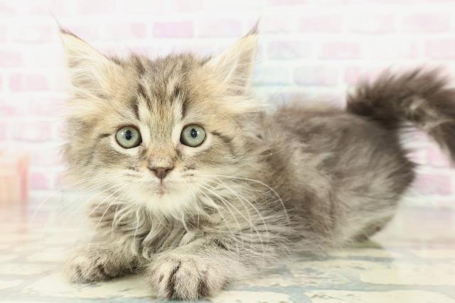 埼玉県のラガマフィン (Coo&RIKUアニマルケアセンター大宮/2026年1月15日生まれ/男の子/ブラウンタビー)の子猫の2枚目の画像