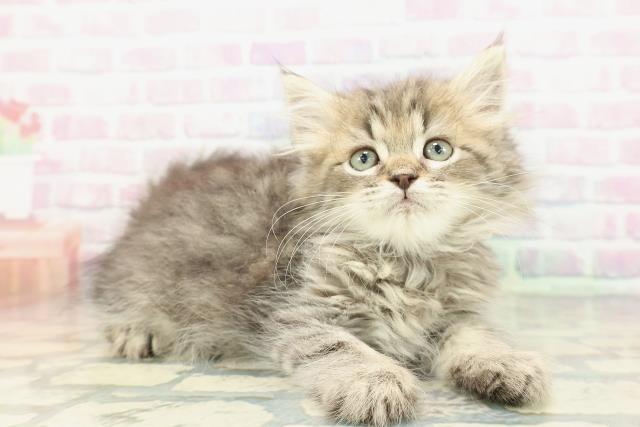 埼玉県のラガマフィン (Coo&RIKUアニマルケアセンター大宮/2026年1月15日生まれ/男の子/ブラウンタビー)の子猫の3枚目の画像