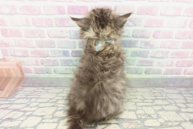 埼玉県のラガマフィン (Coo&RIKUアニマルケアセンター大宮/2026年1月15日生まれ/男の子/ブラウンタビー)の子猫の4枚目の画像