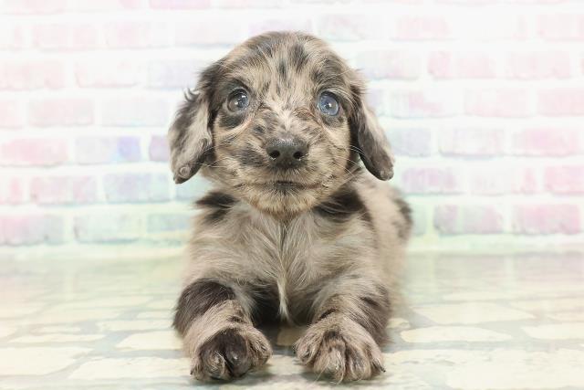 東京都のカニンヘンダックスフンド(ロング) (Coo&RIKU高円寺店/2026年1月24日生まれ/男の子/シルバーダップル)の子犬