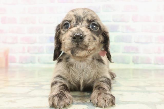 東京都のカニンヘンダックスフンド(ロング) (Coo&RIKU三軒茶屋店/2026年1月24日生まれ/女の子/シルバーダップル)の子犬