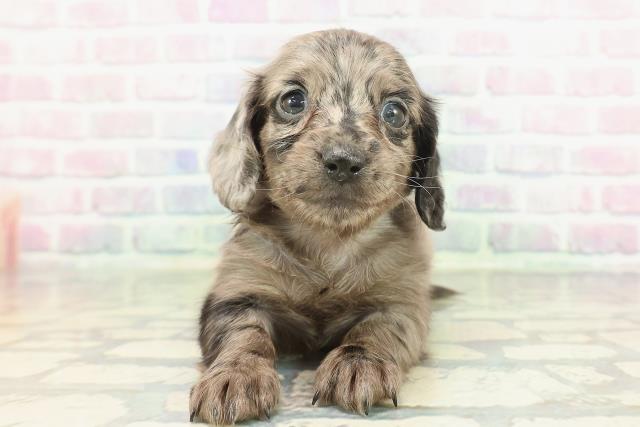 東京都のカニンヘンダックスフンド(ロング) (Coo&RIKU自由が丘店/2026年1月24日生まれ/女の子/シルバーダップル)の子犬