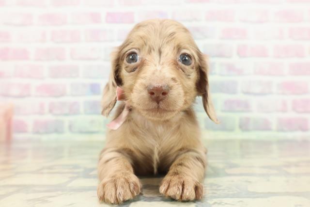 東京都のカニンヘンダックスフンド(ロング) (Coo&RIKU池袋西口店/2026年1月24日生まれ/女の子/チョコレートダップル)の子犬