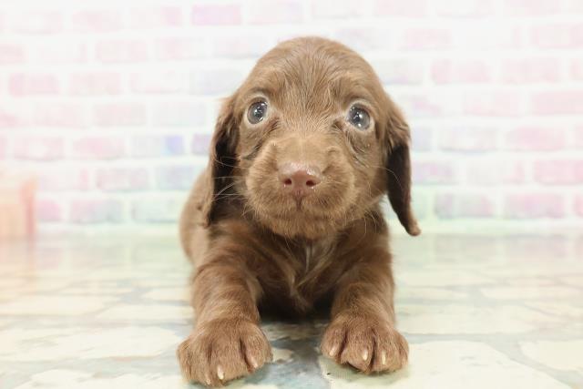 東京都のカニンヘンダックスフンド(ロング) (Coo&RIKU下北沢店/2026年1月24日生まれ/女の子/チョコレート)の子犬