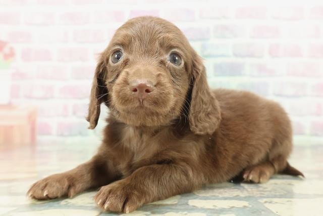 東京都のカニンヘンダックスフンド(ロング) (Coo&RIKU下北沢店/2026年1月24日生まれ/女の子/チョコレート)の子犬の2枚目の画像