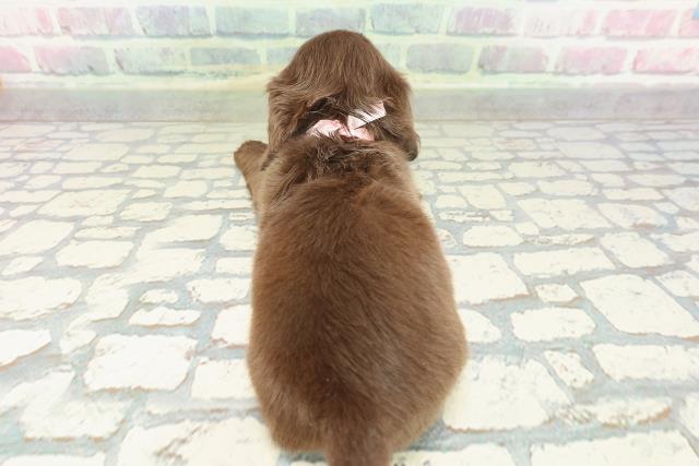 東京都のカニンヘンダックスフンド(ロング) (Coo&RIKU下北沢店/2026年1月24日生まれ/女の子/チョコレート)の子犬の4枚目の画像