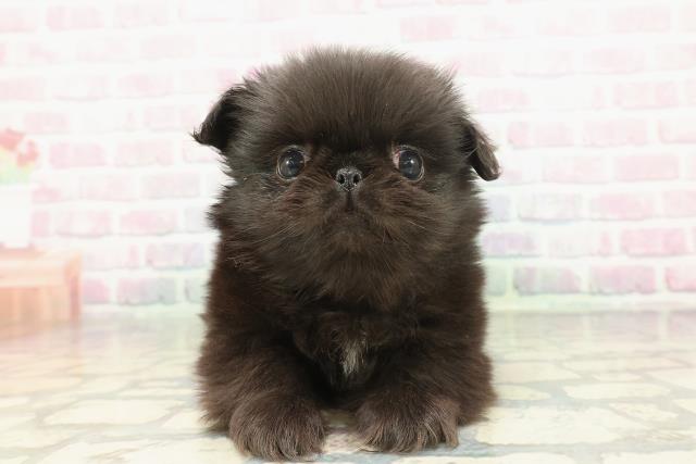 東京都のペキニーズ (Coo&RIKU池袋西口店/2026年1月22日生まれ/男の子/ブラック)の子犬