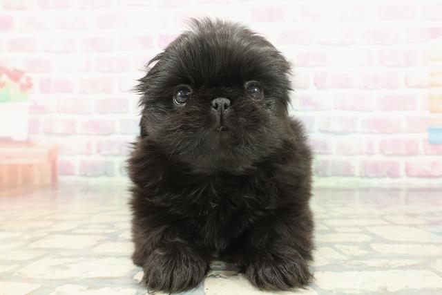 東京都のペキニーズ (Coo&RIKU武蔵小山店/2026年1月22日生まれ/女の子/ブラック)の子犬