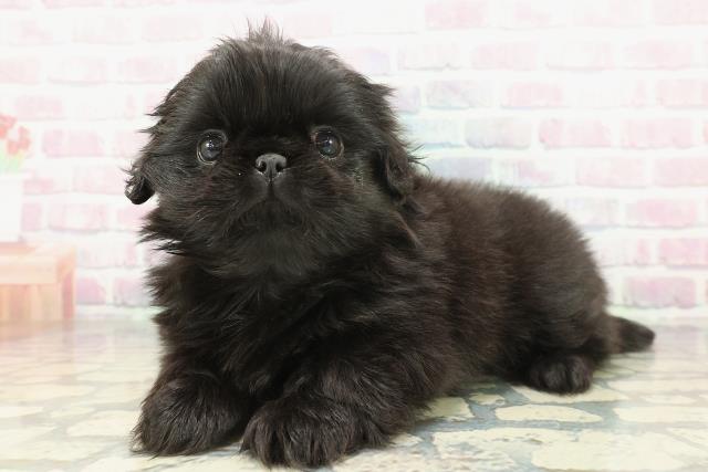 東京都のペキニーズ (Coo&RIKU武蔵小山店/2026年1月22日生まれ/女の子/ブラック)の子犬の2枚目の画像