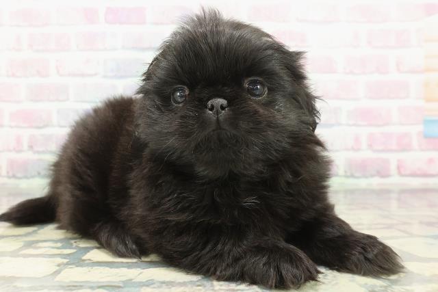 東京都のペキニーズ (Coo&RIKU武蔵小山店/2026年1月22日生まれ/女の子/ブラック)の子犬の3枚目の画像