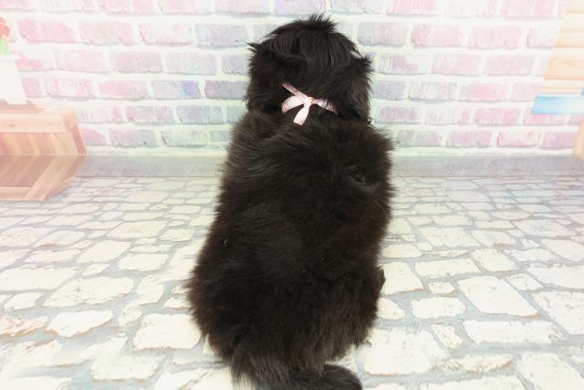 東京都のペキニーズ (Coo&RIKU武蔵小山店/2026年1月22日生まれ/女の子/ブラック)の子犬の4枚目の画像