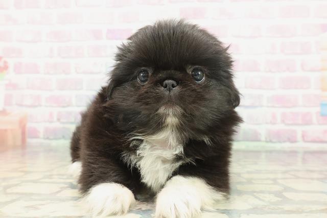 東京都のペキニーズ (Coo&RIKU高円寺店/2026年1月22日生まれ/女の子/ブラックホワイト)の子犬