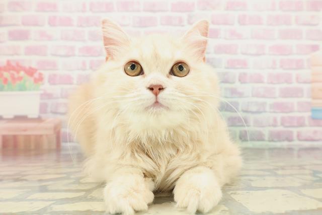 青森県のサイベリアン (Coo&RIKU八戸店/2025年10月2日生まれ/女の子/クリームタビー)の子猫の1枚目の画像