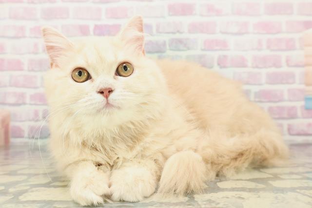 青森県のサイベリアン (Coo&RIKU八戸店/2025年10月2日生まれ/女の子/クリームタビー)の子猫の2枚目の画像