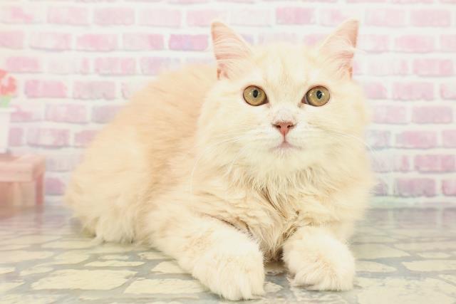 青森県のサイベリアン (Coo&RIKU八戸店/2025年10月2日生まれ/女の子/クリームタビー)の子猫の3枚目の画像