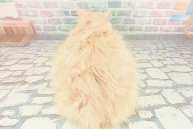 青森県のサイベリアン (Coo&RIKU八戸店/2025年10月2日生まれ/女の子/クリームタビー)の子猫の4枚目の画像