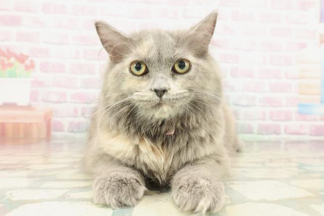 広島県のサイベリアン (Coo&RIKU福山店/2025年10月2日生まれ/女の子/ブルーパッチドタビー)の子猫の1枚目の画像