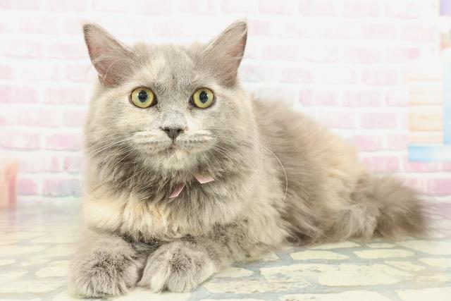 広島県のサイベリアン (Coo&RIKU福山店/2025年10月2日生まれ/女の子/ブルーパッチドタビー)の子猫の2枚目の画像