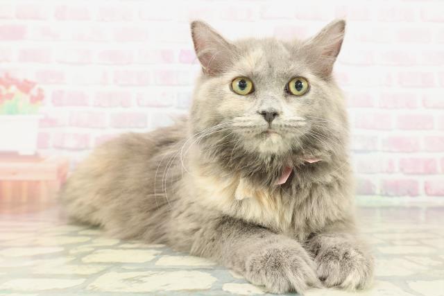 広島県のサイベリアン (Coo&RIKU福山店/2025年10月2日生まれ/女の子/ブルーパッチドタビー)の子猫の3枚目の画像