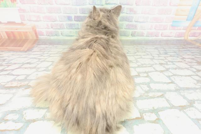 広島県のサイベリアン (Coo&RIKU福山店/2025年10月2日生まれ/女の子/ブルーパッチドタビー)の子猫の4枚目の画像