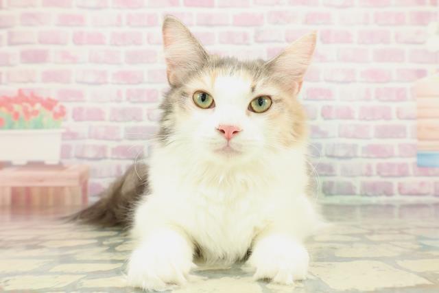 ノルウェージャン・フォレストキャット