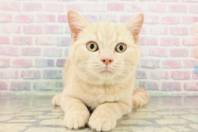 長野県のスコティッシュフォールド (Coo&RIKU松本店/2025年12月14日生まれ/男の子/クリームタビー)の子猫の1枚目の画像