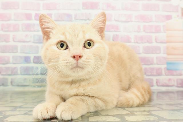 長野県のスコティッシュフォールド (Coo&RIKU松本店/2025年12月14日生まれ/男の子/クリームタビー)の子猫の2枚目の画像