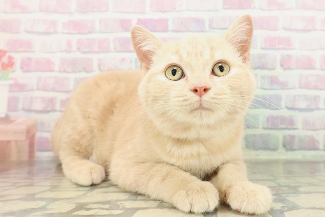 長野県のスコティッシュフォールド (Coo&RIKU松本店/2025年12月14日生まれ/男の子/クリームタビー)の子猫の3枚目の画像