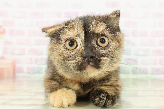 スコティッシュフォールド